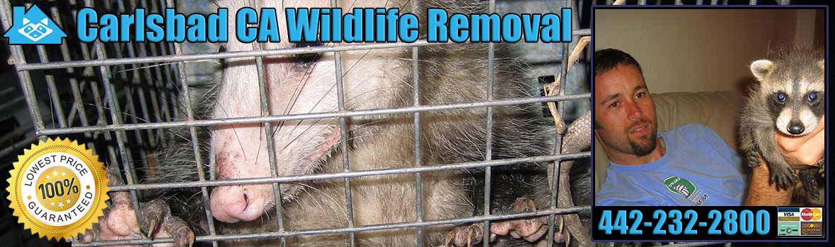 Carlsbad Wildlife and Animal Removal